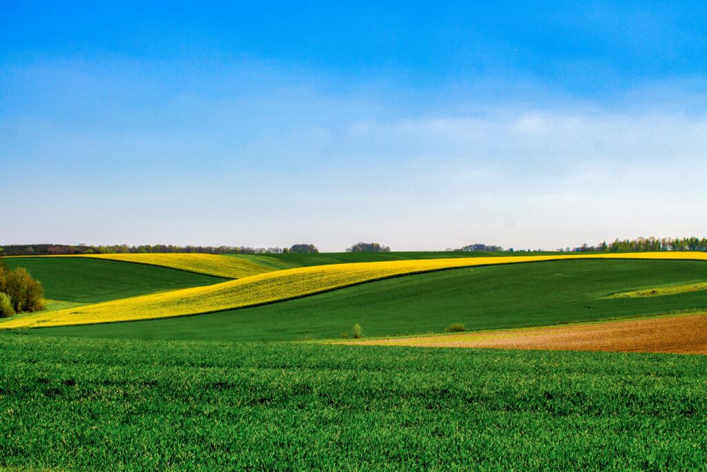 Vibrant rolling fields in Grand Est, France, showcasing lush greenery and yellow blooms under a clear blue sky.